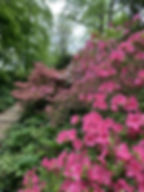 Enjoy stunning spring color in our Azalea glade