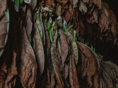 A Sin and A Secret: Tobacco Culture of the 18th Century