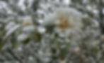 White flower and green leaves dusted with snow, set against a blurred snowy background, evoking a serene winter mood.
