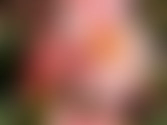 #BotanistLens: Mosaic gardens of Cherries, Magnolias and Camellia canopies
