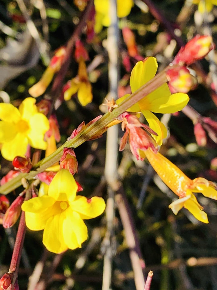 Flowers for All Seasons