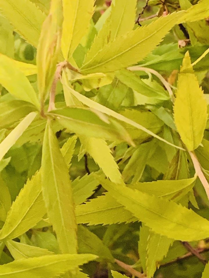Spiraea thunbergii 'Mellow Yellow'