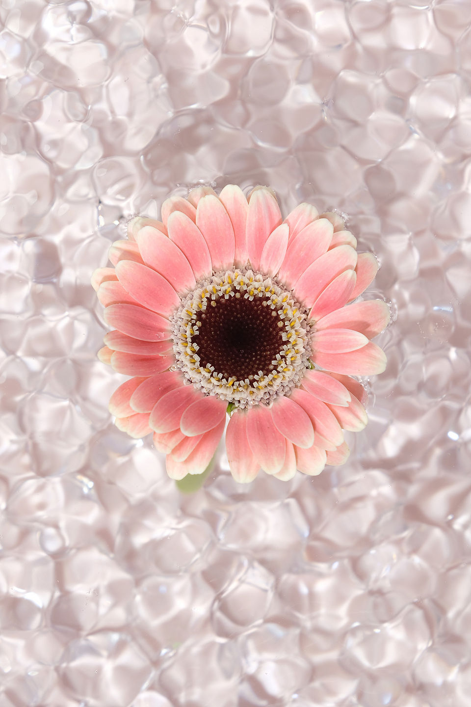 김용주(Zenakim) Girl's prayer 80만