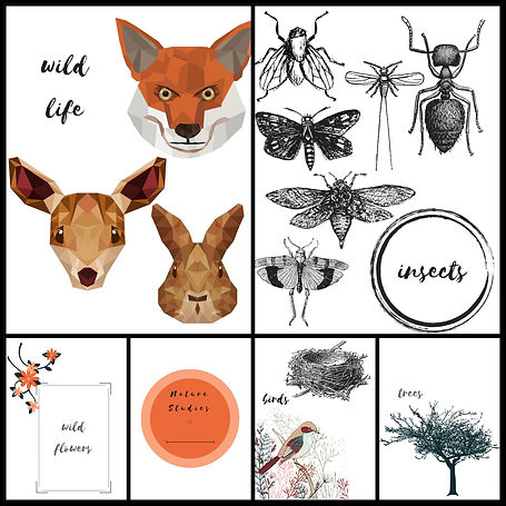 Wander Seek Explore | Free Printable | Nature Studies | DIY Nature Jornal | Homeschool Resources