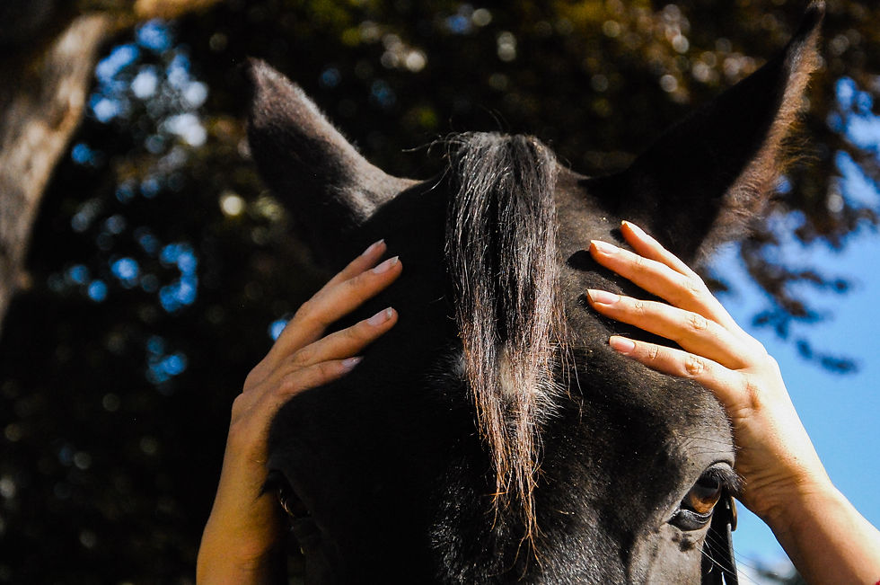shiatsu chiens chevaux soins