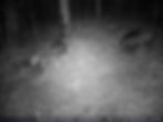 Miniaturbild: Set-Wildkamera: Trail Camera 4G; 52°oder 100°