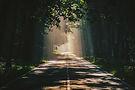 empty-road-amidst-trees-forest.jpg