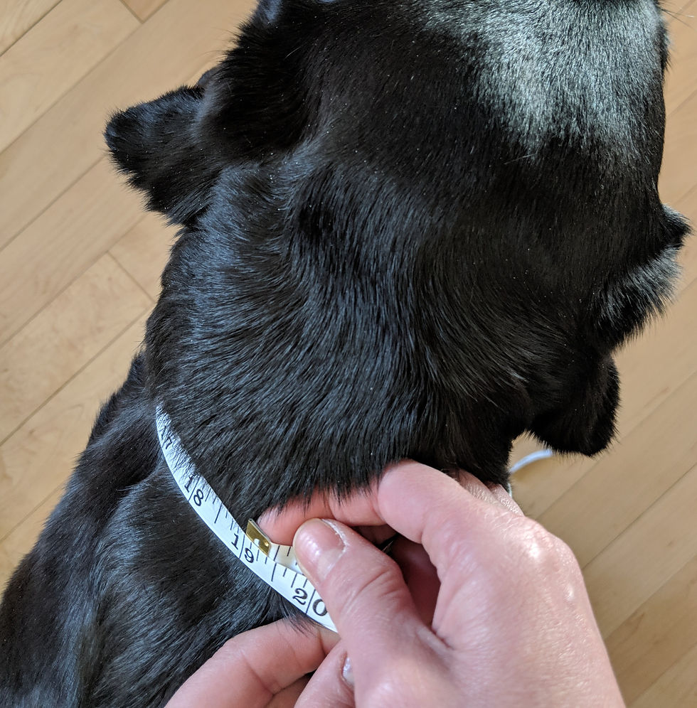 Thumbnail: Swarovski Square Bead Leather Dog Collar