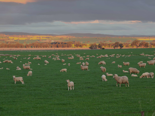 As consultation ramps up across the country, one thing is becoming clear - The Future Flock isn’t about telling producers what to do.
