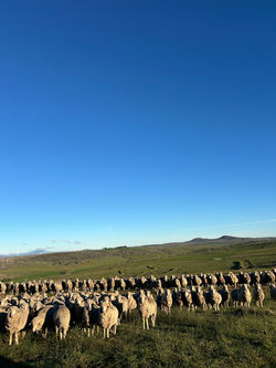 84. McGufficke, Miranda - Inquisitive Ewes