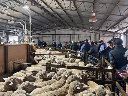 SARDI MSE Field Day 2025 1.jpg