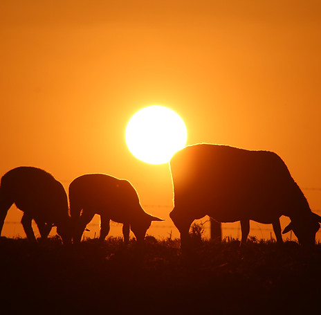 02 Open runner-up.jpg