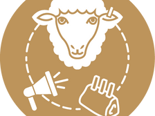Australian Lamb Industry Ready to Respond to US Safeguard Investigation