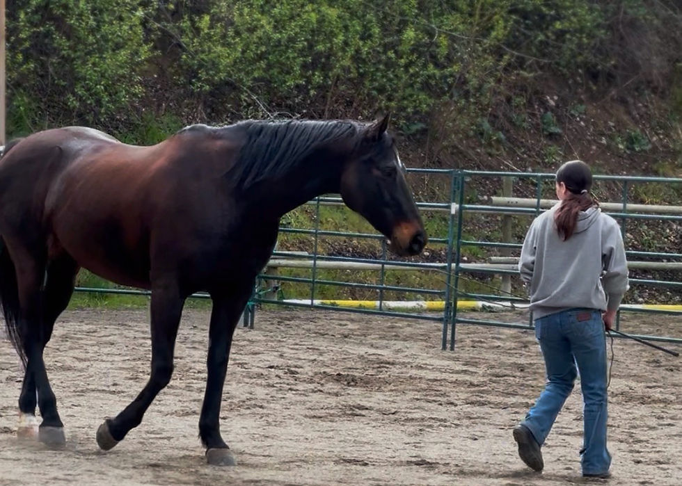A girl and horse at liberty