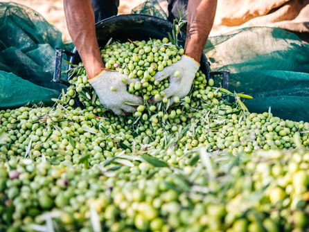 Zouitina莊園實體照