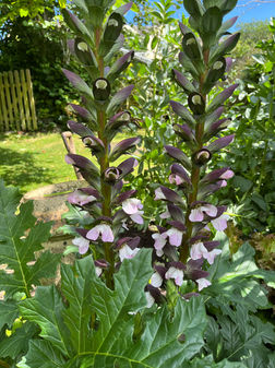 Half way down the garden at Birland Cottage