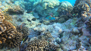 Top 15 des petites expériences à faire en Polynésie