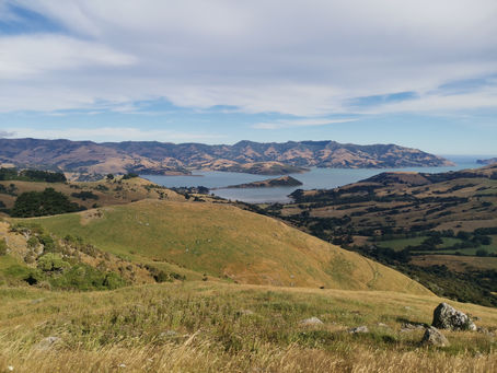 L’Est de l’île du Sud : Christchurch, Kaikoura et Akaroa. 