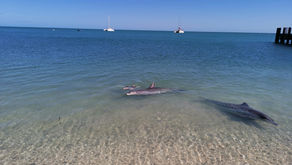 De Perth à Shark Bay 