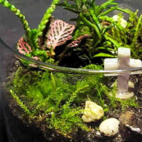 Cultivate Your Faith: How Scripture-Inspired Terrariums Can Help You Grow Spiritually