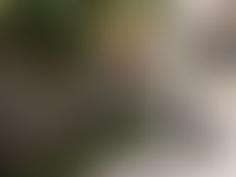 O projeto arquitetônico da Maple Bear Morumbi Paineiras