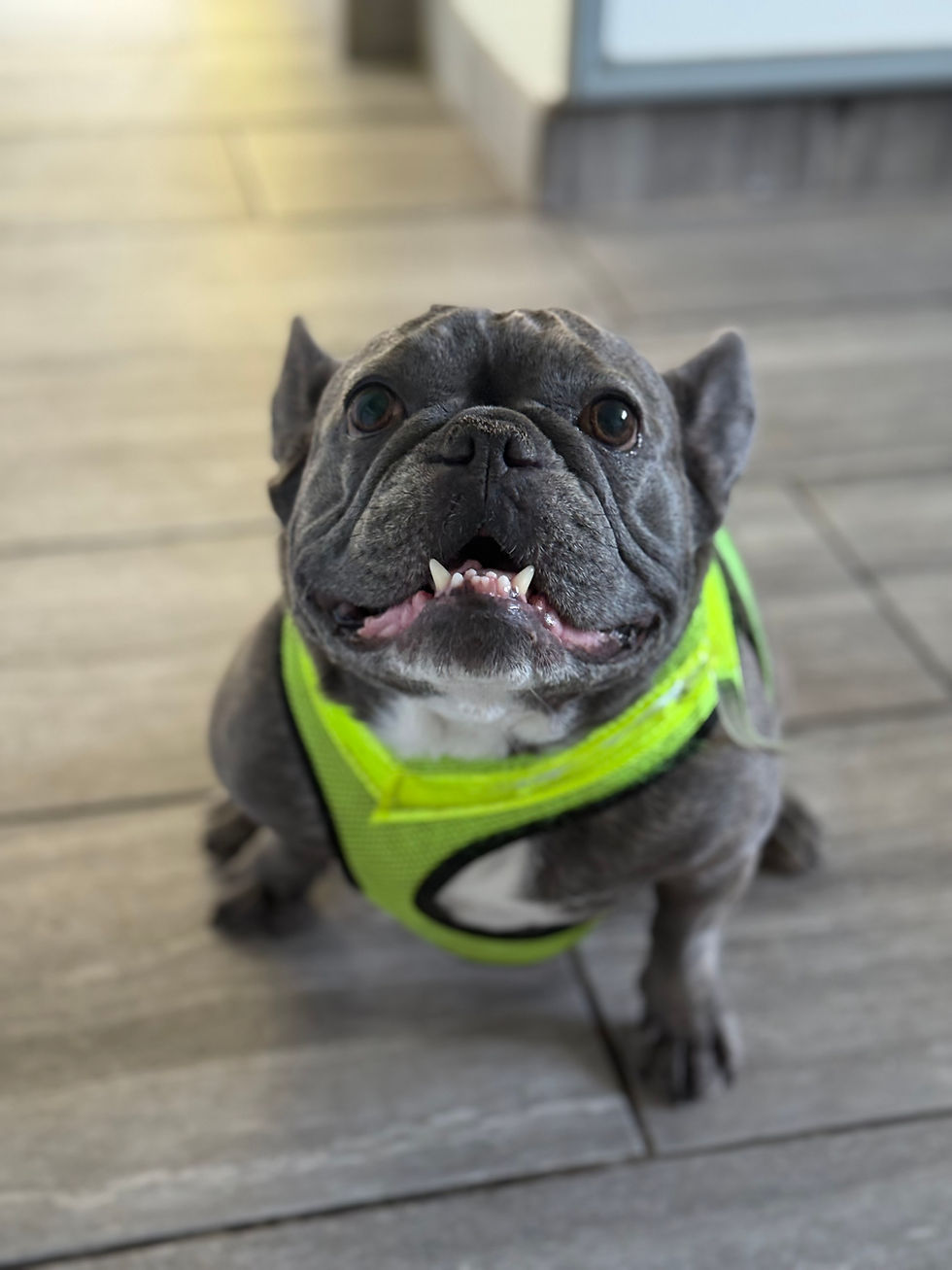 Doggy Daycare Harlow