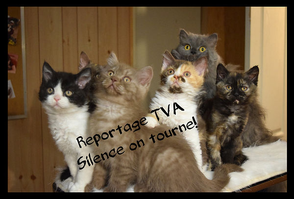 Selkirk Rex Selkirk Rex Quebec Chat Frise Selkirk Rex Selkirk Rex Quebec Chat Frise