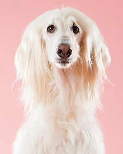 Soapy Pooches Mobile Dog Grooming