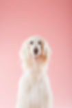 Hund