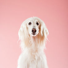 Cane