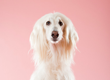 7 Tips For Moving With Pets...