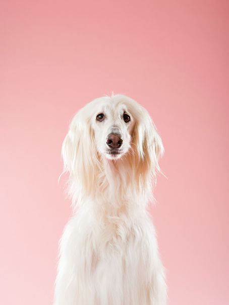 Der Hund und seine Bedürfnisse