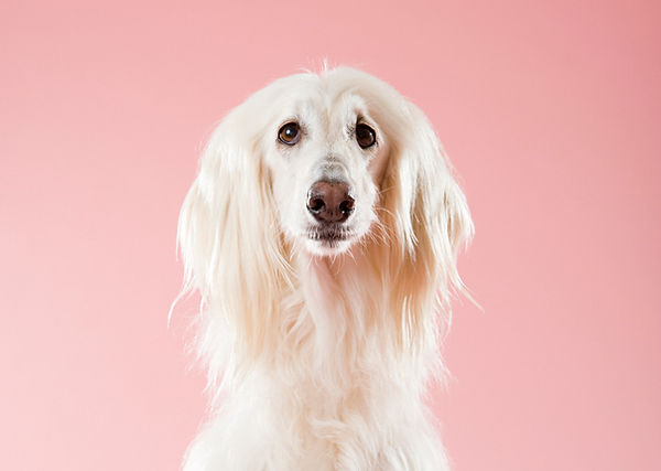 Photographe animalier Dunkerque