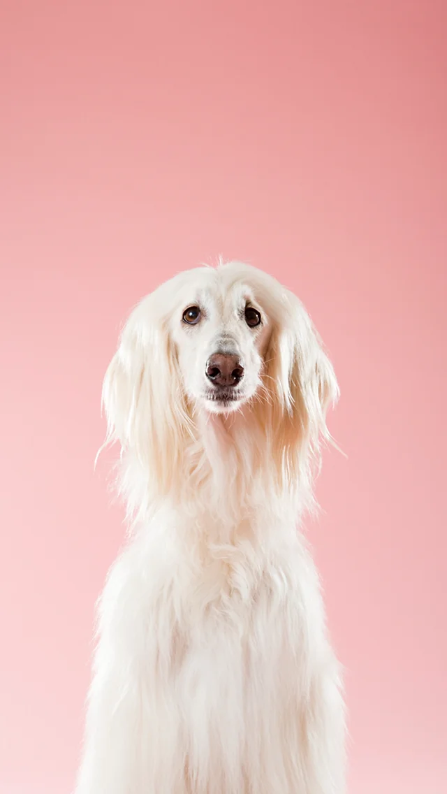 Pet Shop Online