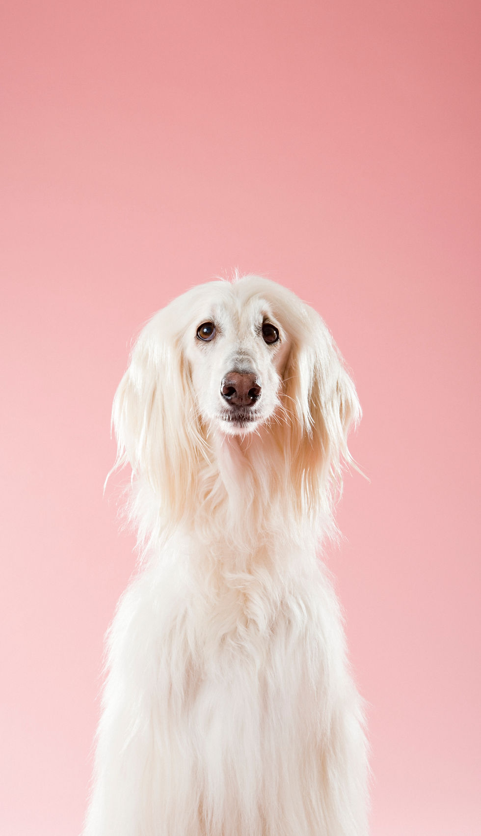 Hund