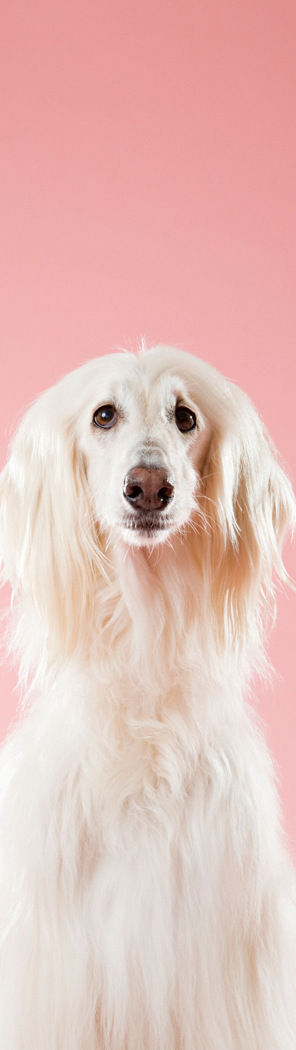 Perro