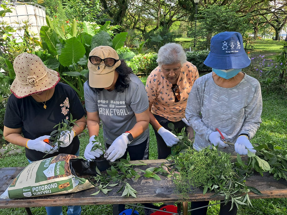 Participants from MWS repotting Sabah Snake Grass to bring home