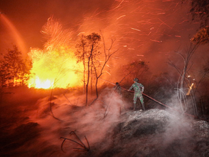 Stop Burning Forests to Fuel Our Future: Why the World Must Rethink Biofuels and Invest in Plastic-to-Fuel Innovation