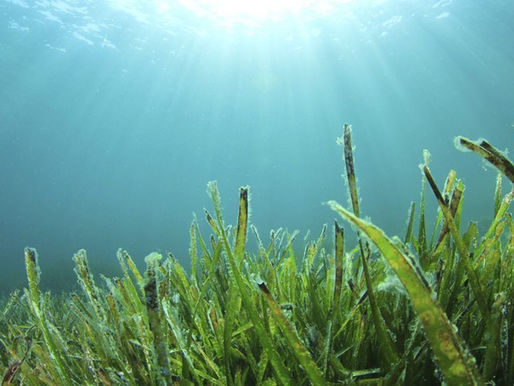 Could Seaweed save our seas?