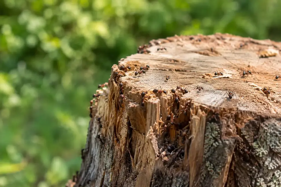 Do Stumps Attract Carpenter Ants? What to Know