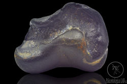 bila_timpanica_de_delfín