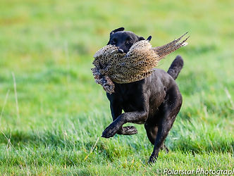 Swiftlands dog retrieving game
