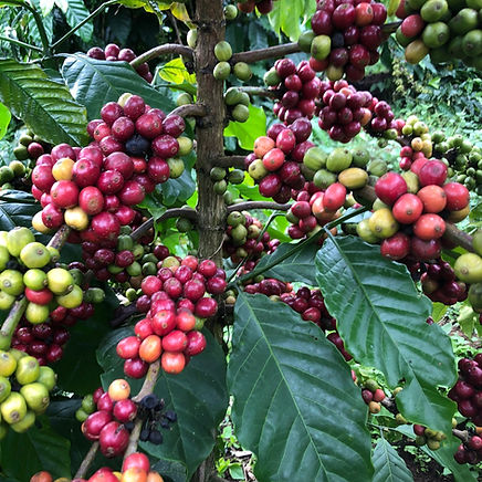 farm coffee arabica