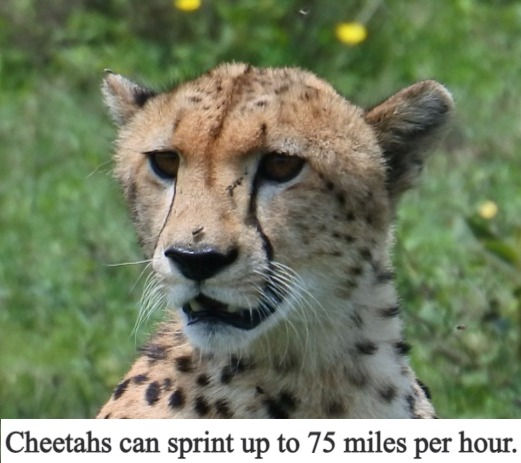 ree