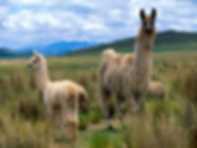 Nice-Llama-Wallpaper.jpeg