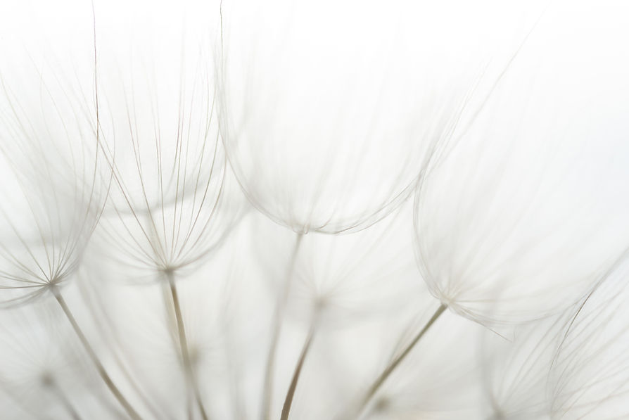 Macro dandelion black and white. Freedom to Wish. Dandelion silhouette fluffy flower on su