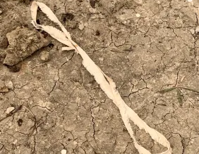 Moria Moments – Shmuta