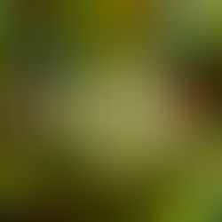 Who Was The Real St. Patrick