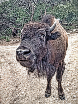 Buffalo Austin Texas