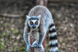 Ring tailed lumer